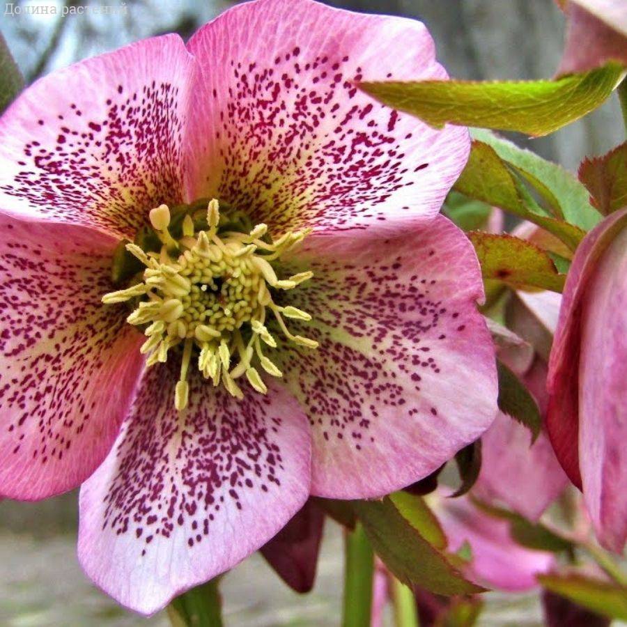 Морозник Монтсегур - Dolina-Sad.Ru