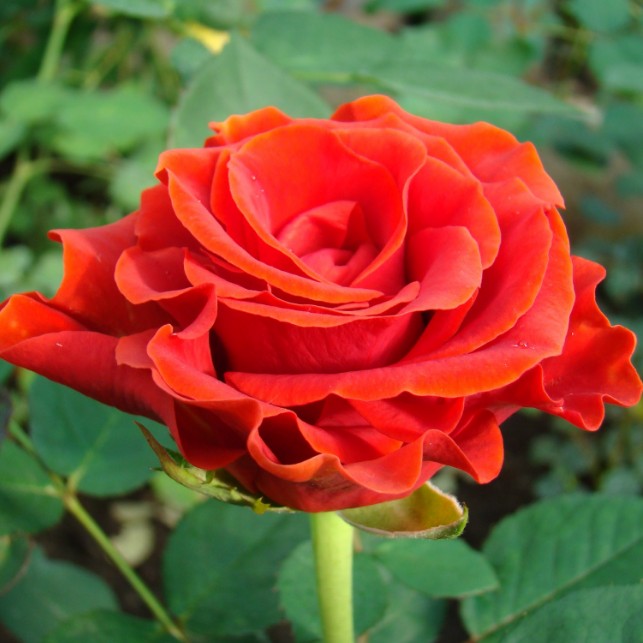 Роза Эль Торо в горшке - Dolina-Sad.Ru