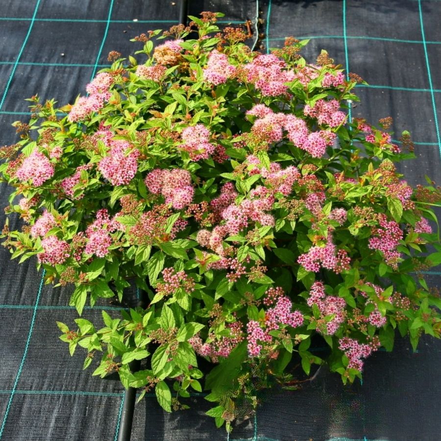 Спирея японская Манон, С7,5 - Dolina-Sad.Ru