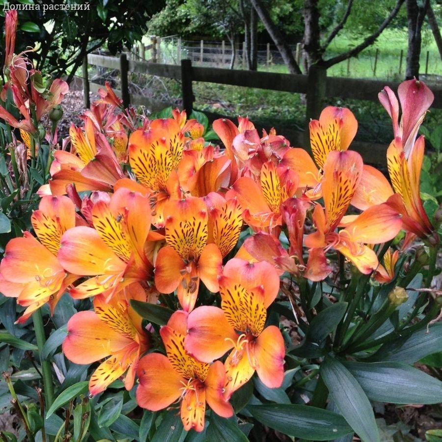 Альстромерия Каллисто Альстромерия Каллисто - Dolina-Sad.Ru