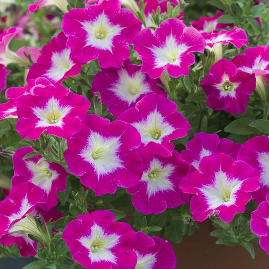 Петуния Оватион Брайт Айс - Dolina-Sad.Ru