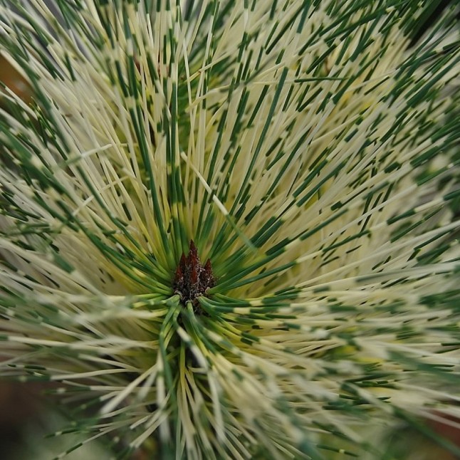 Сосна густоцветковая Окулус-драконис Сосна густоцветковая Окулус-драконис фото