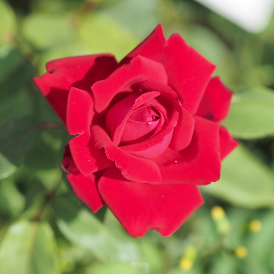 Роза Руби Вединг в горшке - Dolina-Sad.Ru