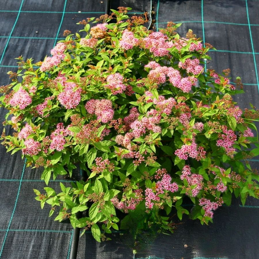 Спирея японская Манон, С3 Спирея японская Манон, С3 - Dolina-Sad.Ru