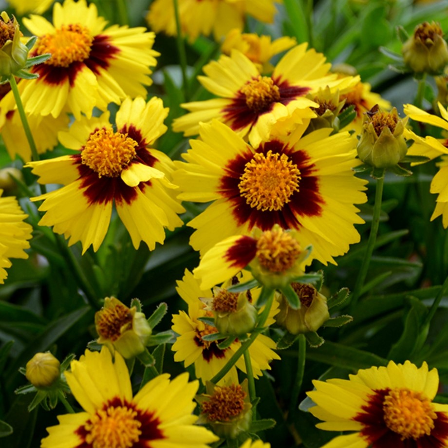 Кореопсис Аптик Ред Кореопсис Аптик Ред - Dolina-Sad.Ru