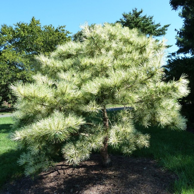 Сосна густоцветковая Окулус-драконис Сосна густоцветковая Окулус-драконис фото