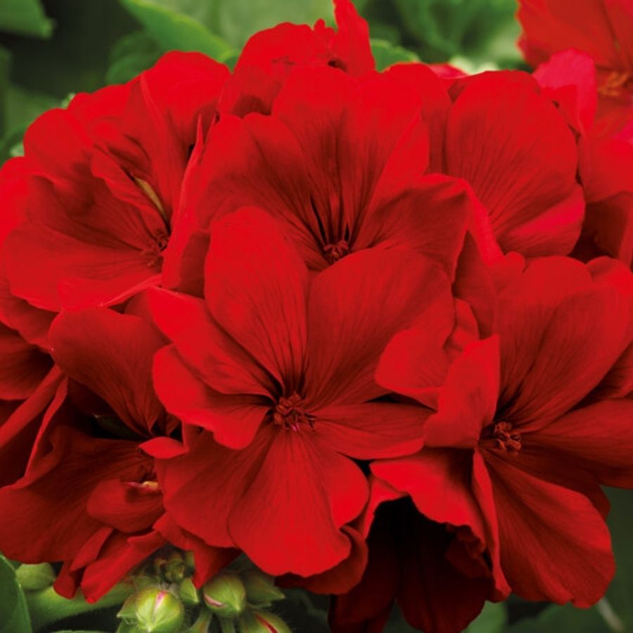 Пеларгония полуампельная Дарк Ред - Dolina-Sad.Ru