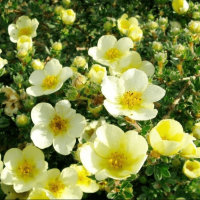 Лапчатка кустарниковая Клондайк Лапчатка кустарниковая Клондайк фото