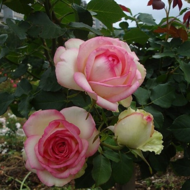 Роза Малибу в горшке - Dolina-Sad.Ru