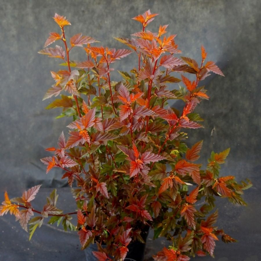 Пузыреплодник калинолистный Шух, С1,5 - Dolina-Sad.Ru