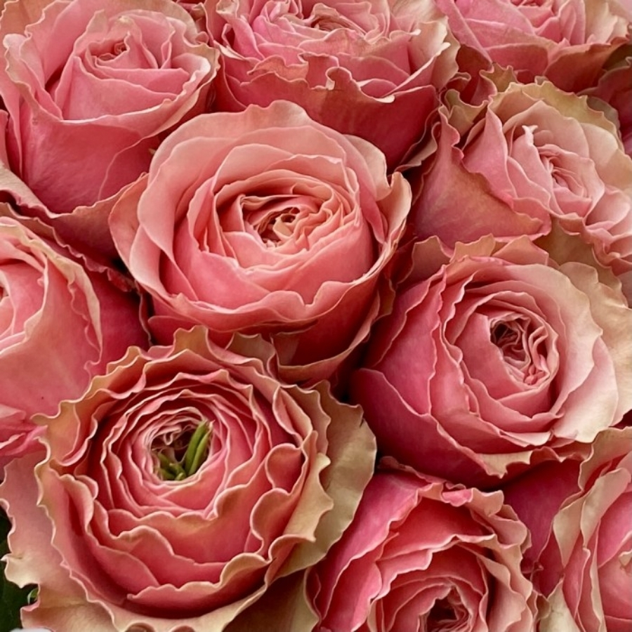 Роза Белиз - Dolina-Sad.Ru