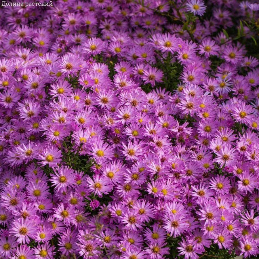 Астра кустарниковая Хербстгрусс вос Бруссурхоф Астра кустарниковая Хербстгрусс вос Бруссурхоф - Dolina-Sad.Ru