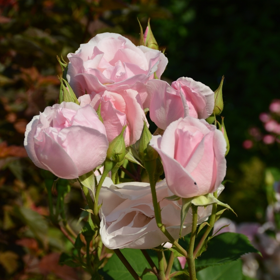 Роза Пинк пилар Роза Пинк пилар - Dolina-Sad.Ru