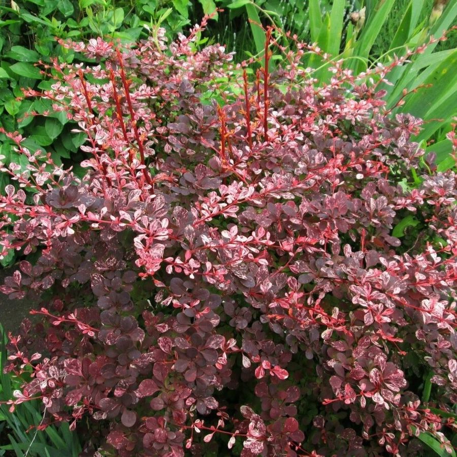 Барбарис Тунберга Фламинго, С2 - Dolina-Sad.Ru