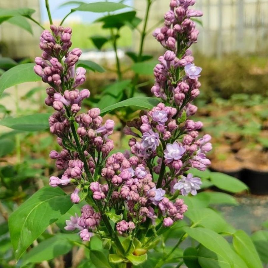 Сирень Катерина Хавемейер, С3 - Dolina-Sad.Ru