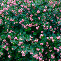 Снежноягодник доренбоза Мэджик Берри фото