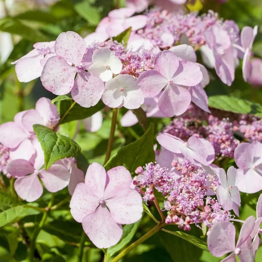 Гортензия пильчатая Морнинг Глори, С3 - Dolina-Sad.Ru