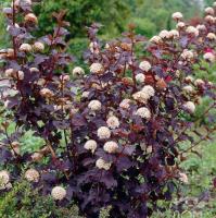 Пузыреплодник калинолистный Ред Барон Пузыреплодник калинолистный Ред Барон фото