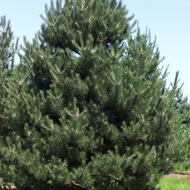 Сосна черная/австрийская Сосна черная/австрийская фото