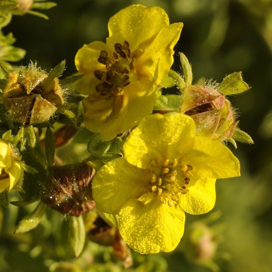 Лапчатка кустарниковая Голдтеппич. С3 - Dolina-Sad.Ru