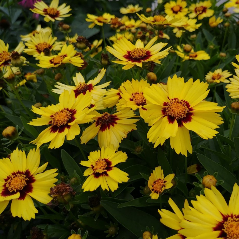 Кореопсис Аптик Ред Кореопсис Аптик Ред - Dolina-Sad.Ru