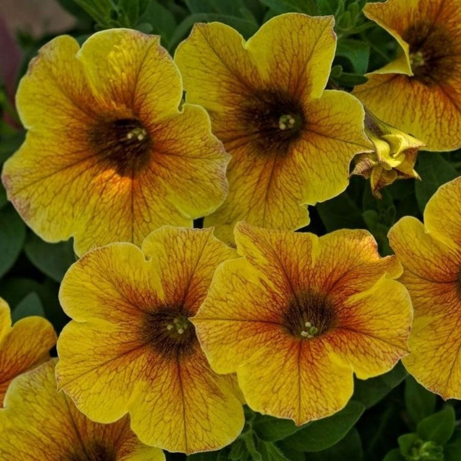 Петхоа Бьютикал Карамель Еллоу - Dolina-Sad.Ru