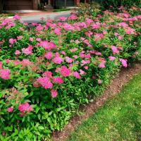 Спирея японская Неон Флеш Спирея японская Неон Флеш - Dolina-Sad.Ru