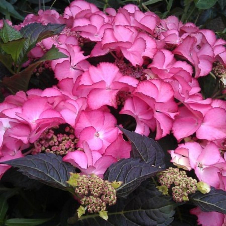 Гортензия крупнолистная Тифани Пинк, С2 - Dolina-Sad.Ru