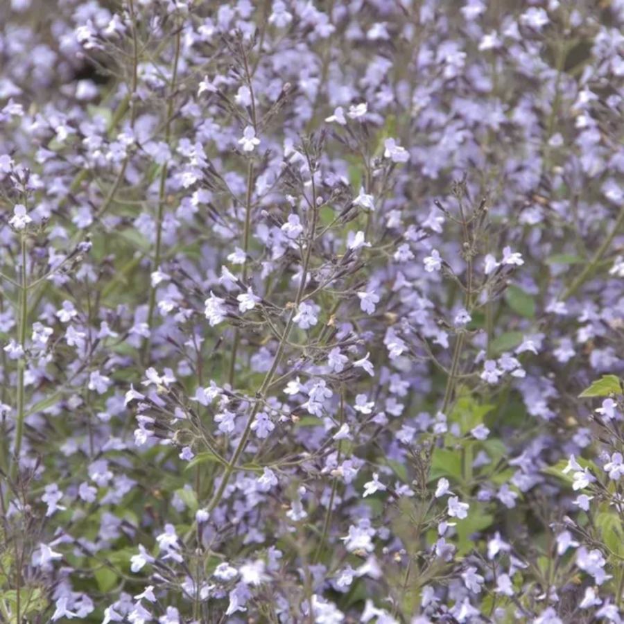 Душевик Блю Клауд - Dolina-Sad.Ru
