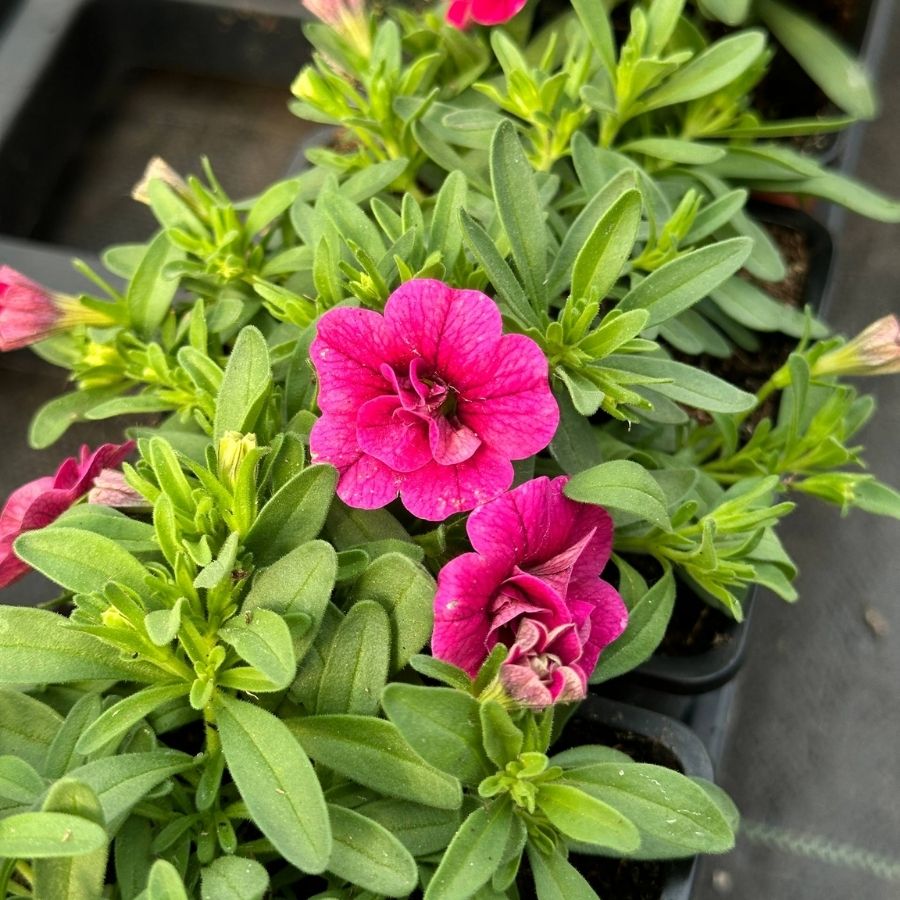 Калибрахоа Калита Дабл Рози Калибрахоа Калита Дабл Рози - Dolina-Sad.Ru