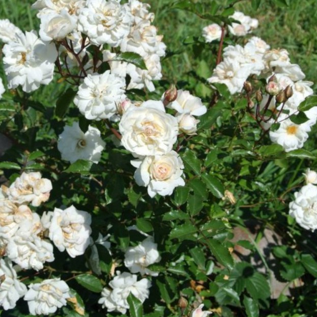 Роза Космос в горшке - Dolina-Sad.Ru