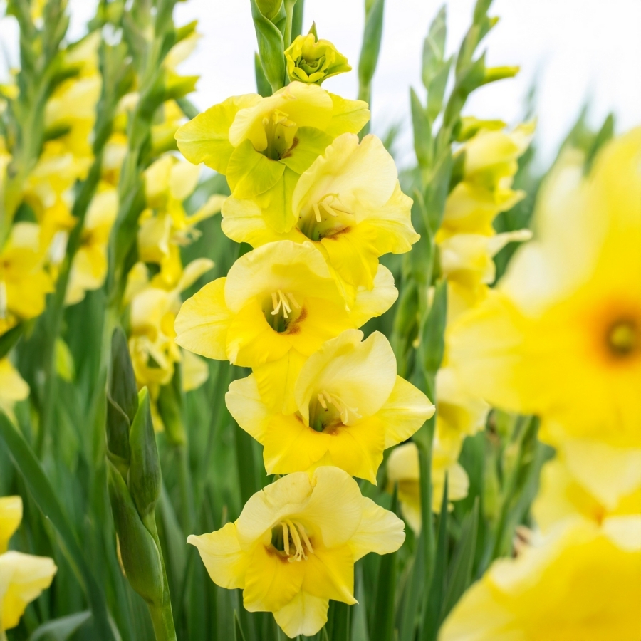 Гладиолус Максиал Гладиолус Максиал - Dolina-Sad.Ru