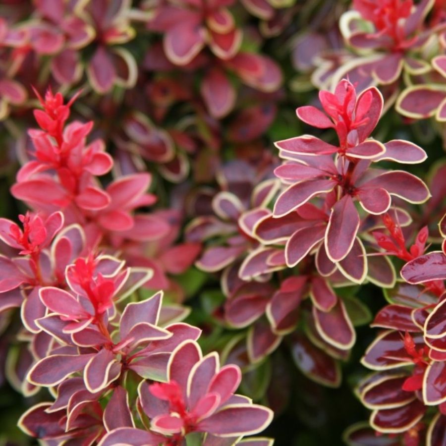 Барбарис Тунберга Чикита, С2 - Dolina-Sad.Ru