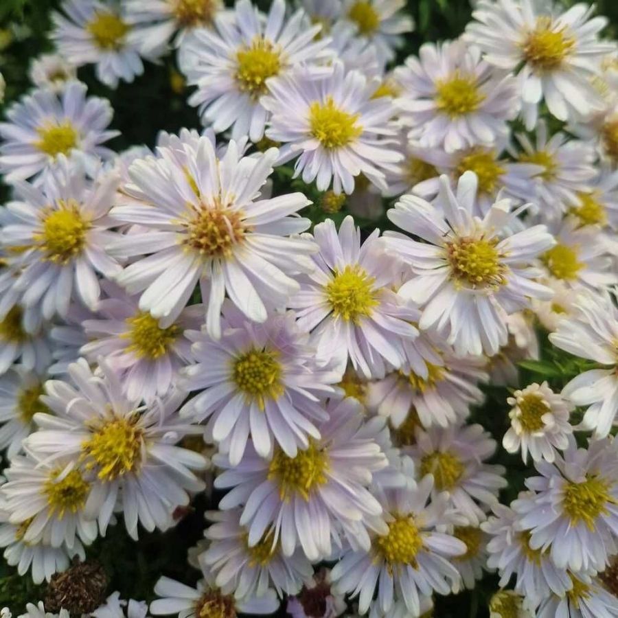 Астра кустарниковая Шнеекисен Астра кустарниковая Шнеекисен - Dolina-Sad.Ru