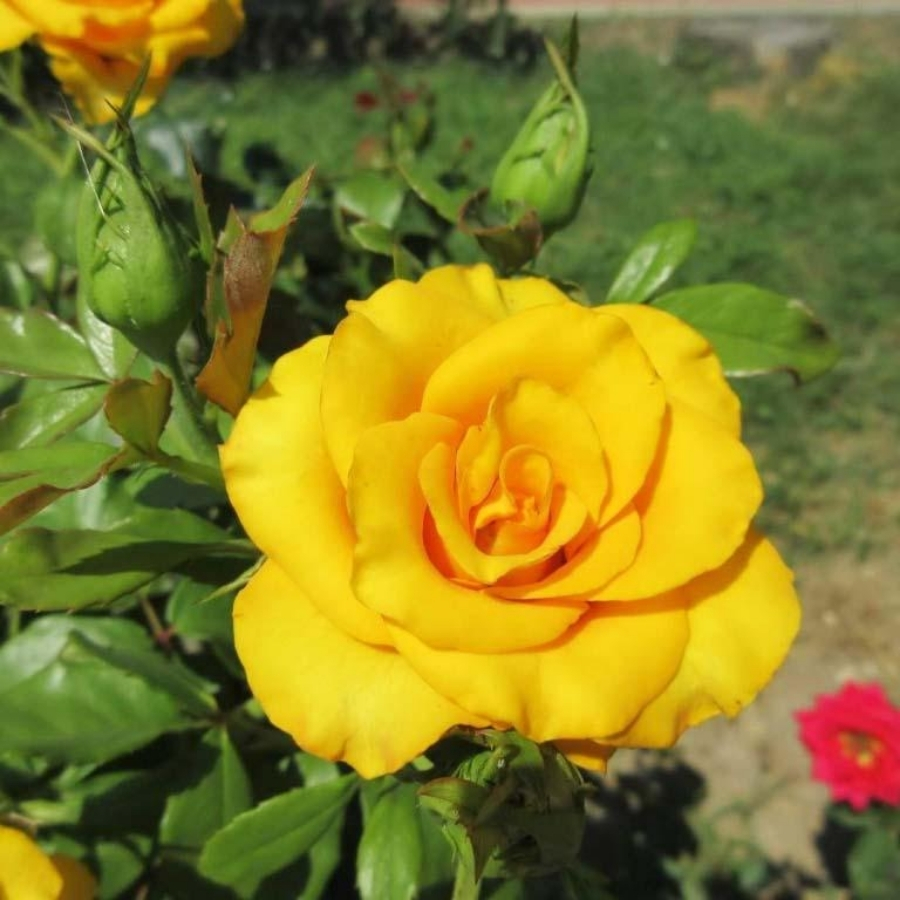 Роза Саммер Роза Саммер - Dolina-Sad.Ru