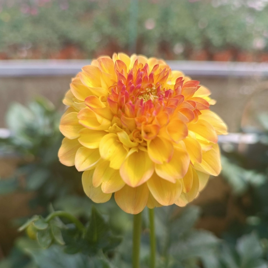 Георгина Санни Бой - Dolina-Sad.Ru