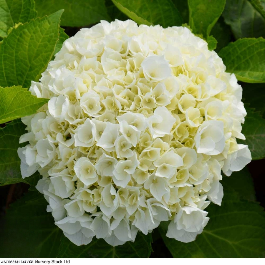 Гортензия крупнолистная Вуде Гортензия крупнолистная Вуде - Dolina-Sad.Ru