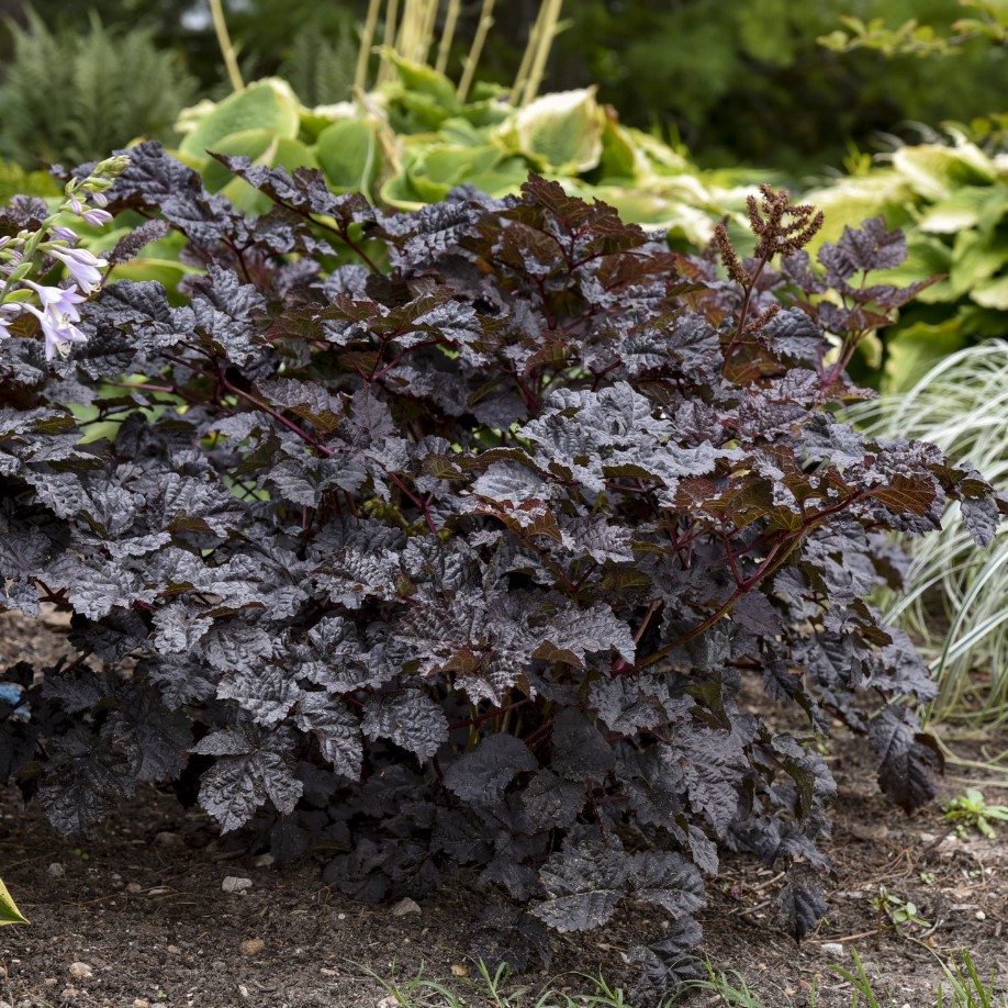 Астильба Дарк Сайд оф зе Мун Астильба Дарк Сайд оф зе Мун - Dolina-Sad.Ru