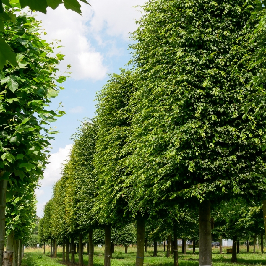 Граб обыкновенный, С3 - Dolina-Sad.Ru