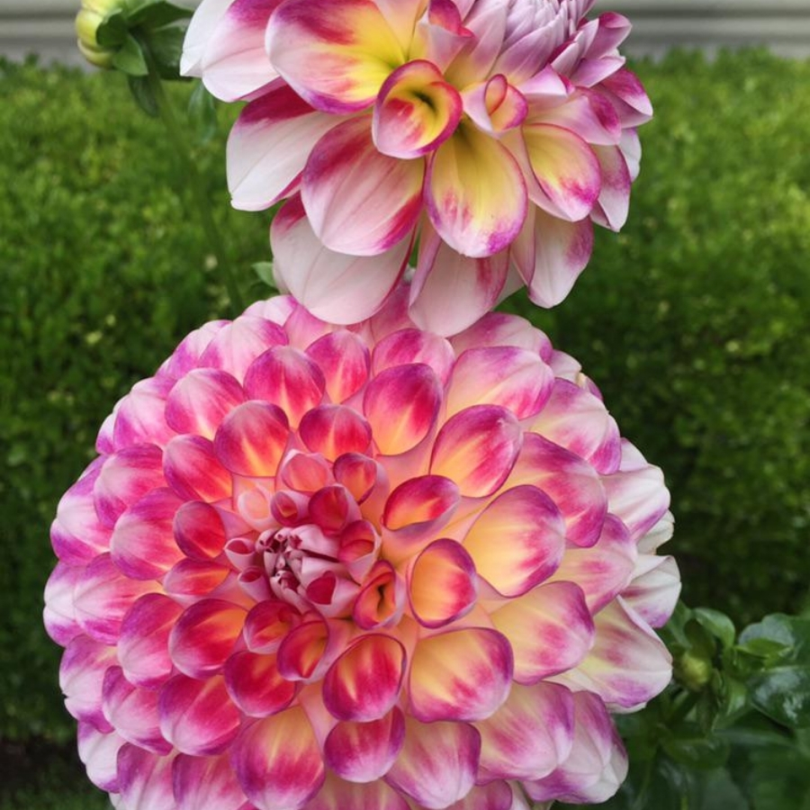 Георгина Хавайи - Dolina-Sad.Ru