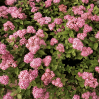 Спирея японская Манон Спирея японская Манон фото