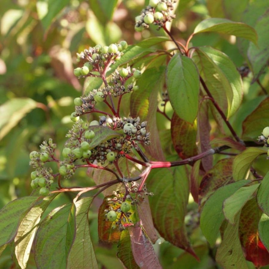 Дерен душистый Блю Клауд, С3 - Dolina-Sad.Ru