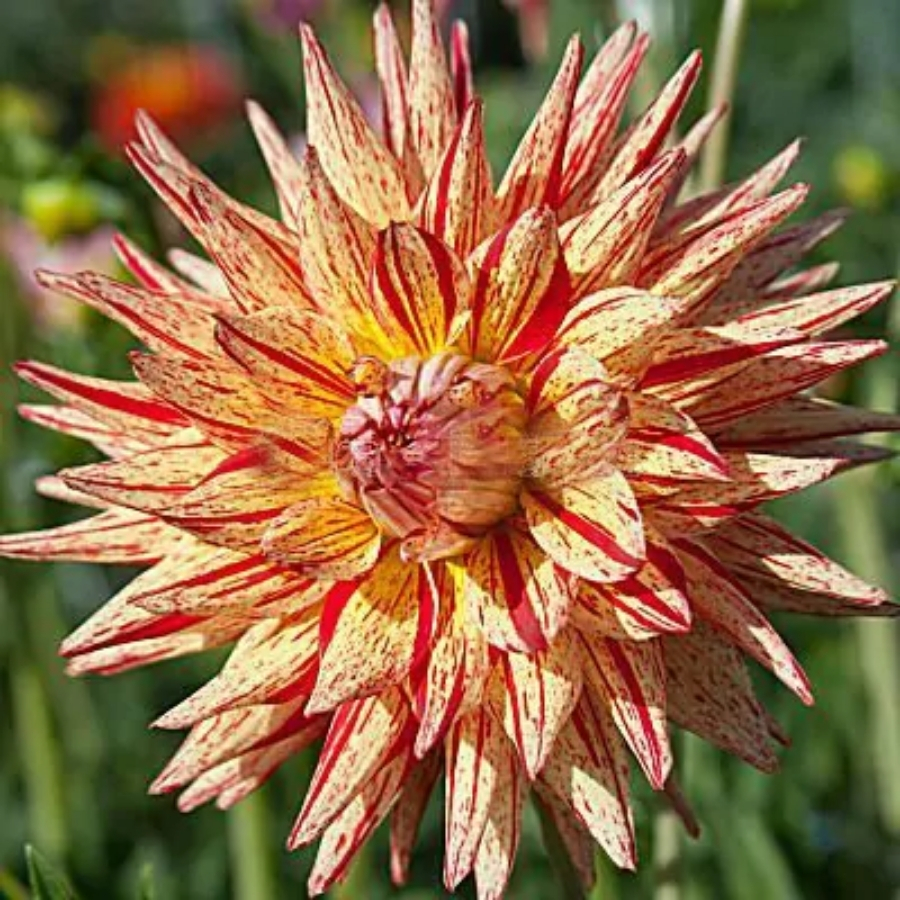 Георгина Марканти - Dolina-Sad.Ru