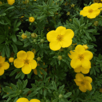 Лапчатка кустарниковая Элизабет Лапчатка кустарниковая Элизабет фото