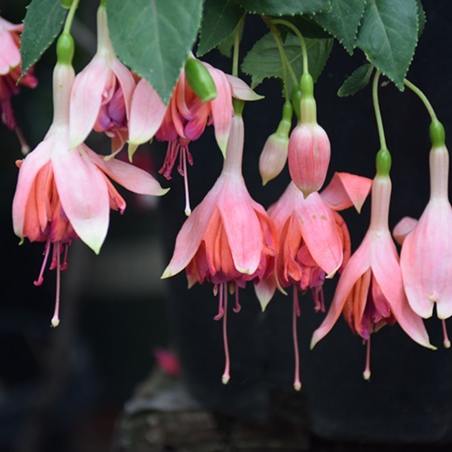 Фуксия Бесентенал - Dolina-Sad.Ru