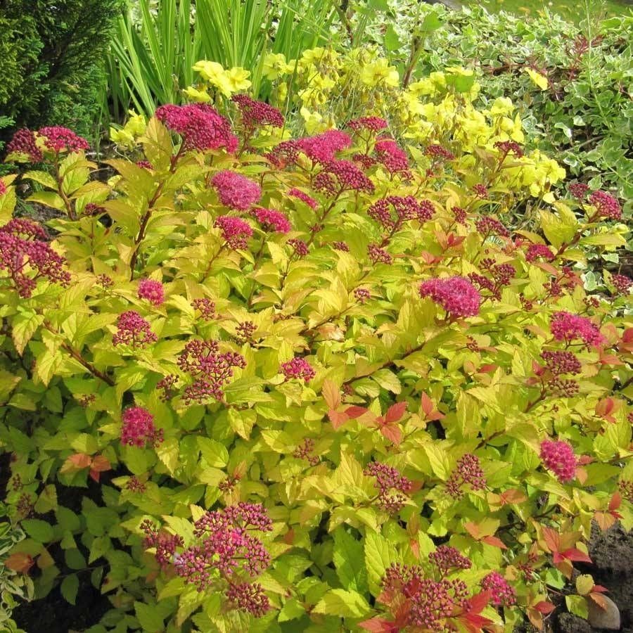 Спирея японская Голден Джек С1,5 - Dolina-Sad.Ru