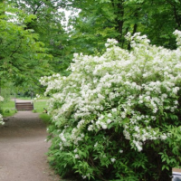 Дейция Лемуана Дейция Лемуана фото