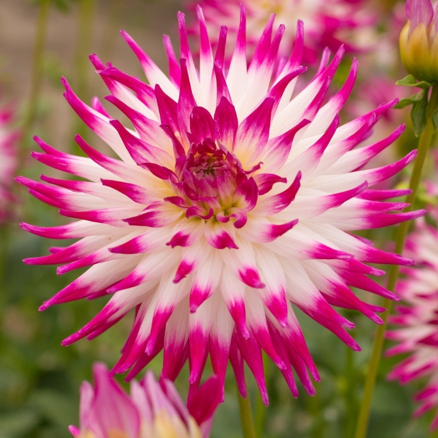 Георгина Датч Эксплоужн - Dolina-Sad.Ru