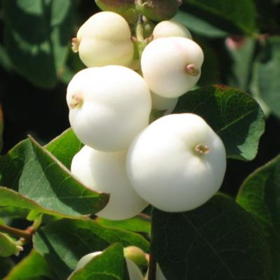 Снежноягодник Вайт Хедж, С2 - Dolina-Sad.Ru