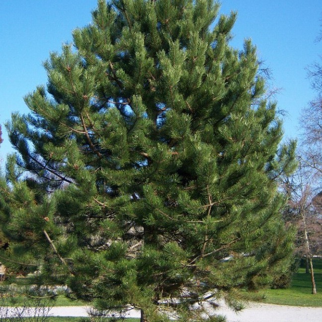 Сосна черная/австрийская Сосна черная/австрийская фото